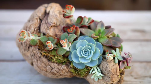 CLIP: Hướng dẫn tái chế vỏ hộp bánh Danisa thành chậu trồng sen đá tuyệt đẹp