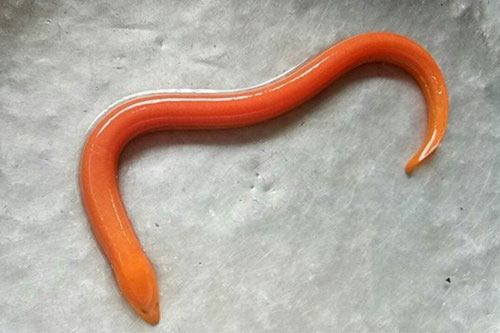 Lươn vàng - Vị thuốc tăng cường trí nhớ