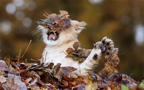 Ảnh đẹp: Sư tử con thích thú chơi đùa với lá rơi - 5