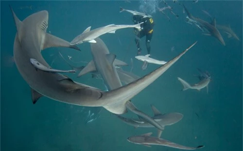Ảnh đẹp: Thợ lặn bơi giữa đàn cá mập - 11