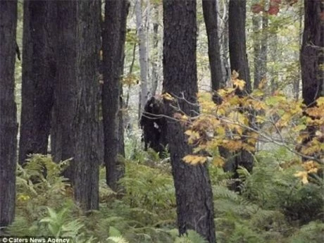 Hình ảnh 2 quái vật Bigfoot đi lại trong rừng.