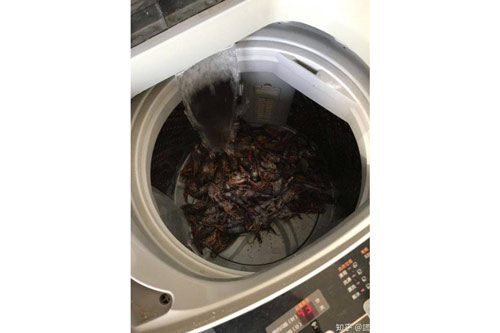 Học mẹo rửa hải sản bằng máy giặt, vợ chồng lười nhận cái kết "thương tâm"