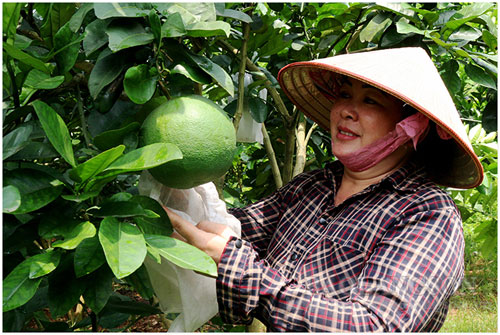 Lạng Sơn: Làm giàu từ trồng cây ăn quả