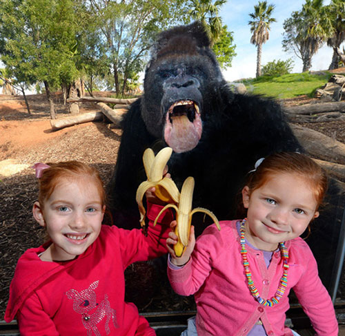 Khi động vật "chơi xấu" con người