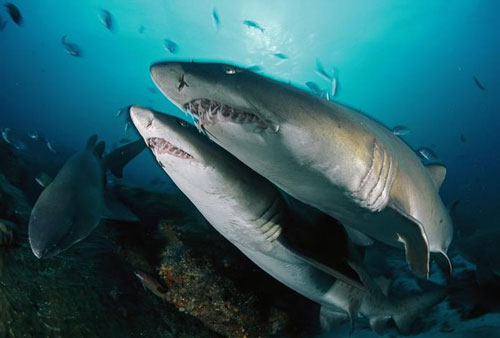 1001 thắc mắc: Loài động vật nào sát hại anh chị em ngay từ trong bụng mẹ?