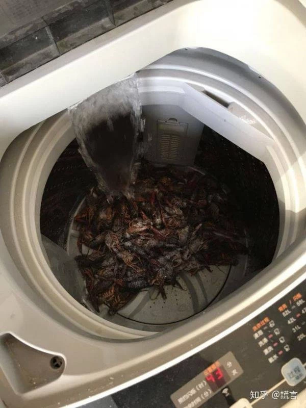 Vợ chồng trẻ quyết định đổ 2,5kg tôm hùm đất vào máy giặt để làm sạch theo như trên mạng.