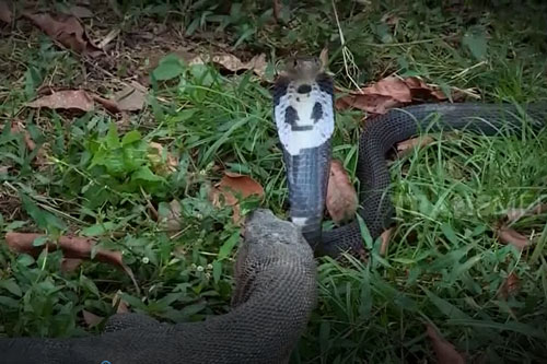 CLIP: Kỳ đà đoạt mạng rắn hổ mang