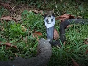 CLIP: Kỳ đà đoạt mạng rắn hổ mang