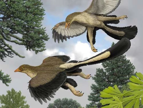 Khủng long bay Archaeopteryx, tổ tiên của loài chim ngày nay