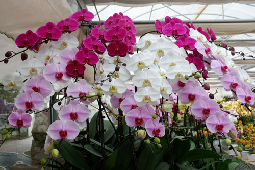 CLIP: Hướng dẫn nhân giống hoa lan bằng phương pháp cắt khúc