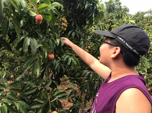 Bắc Giang: Đón hơn 300 thương nhân Trung Quốc sang mua vải Lục Ngạn