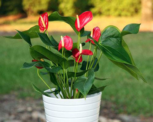 5 loại cây phong thủy "mở cửa" tài lộc cho người mệnh Hỏa