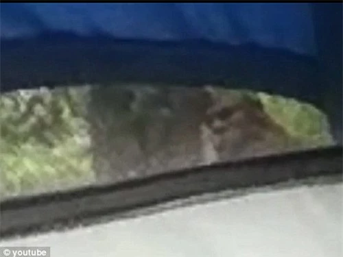 Quái thú bị nhốt trong xe. Ảnh cắt từ Youtube/Daily Mail