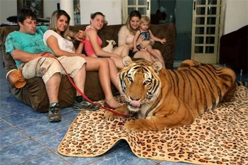 Gia đình sống chung với 7 con hổ dữ - 3