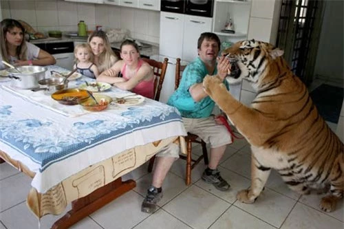 Gia đình sống chung với 7 con hổ dữ - 4