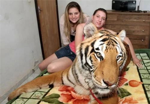 Gia đình sống chung với 7 con hổ dữ - 5