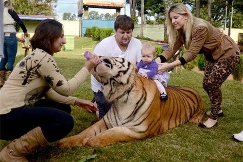 Gia đình sống chung với 7 con hổ dữ - 6