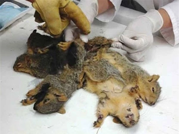 Các chuyên gia giúp 3 chú sóc tách rời đuôi ra.