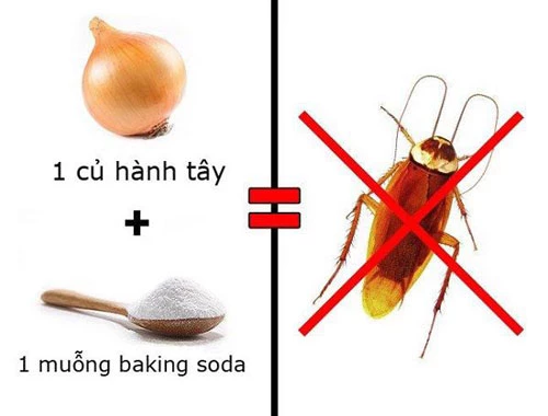 Dùng hành tây để đuổi gián (Ảnh minh họa)