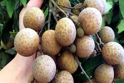 Cách chọn nhãn lồng thơm ngon ngọt lịm không hóa chất