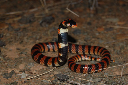 ‘Số trời’ đã định, những con giáp này dễ giàu có bùng nổ, tiền đè ‘ngộp thở’ trong tháng 5,6,7 Âm lịch