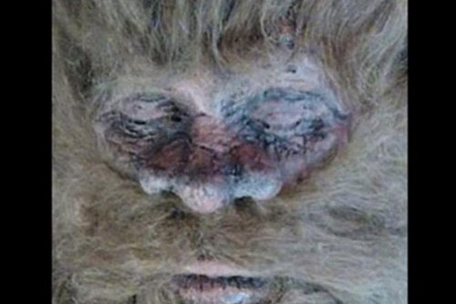 Bằng chứng về sự tồn tại của quái thú Bigfoot trong truyền thuyết