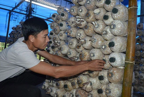 Mô hình trồng nấm bào ngư xám của HTX Nông nghiệp Tiên Hiệp đã mang lại thu nhập ổn định cho 4-6 lao động tại địa phương (Ảnh: TL)