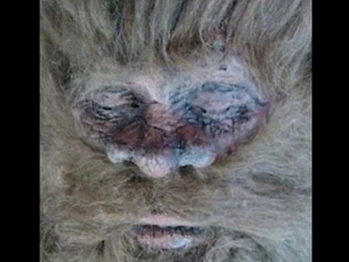 Hình ảnh được cho là mặt quái thú Bigfoot. Ảnh: Cắt từ Youtube/Fox News