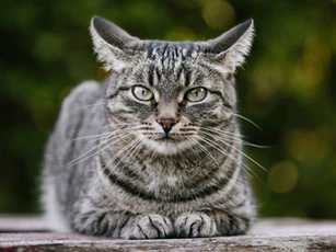 6 tháng tới, 4 con giáp này nên cẩn trọng về tiền bạc kẻo gặp khó khăn đủ đường