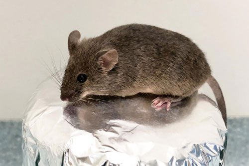 'Hốt hết vận may', 3 con giáp dễ đổi đời trúng lớn, đếm tiền mỏi tay trong 6 tháng cuối năm 2020