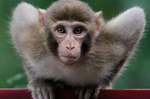 Đầu tháng 5 Âm lịch, 3 con giáp dễ giàu sang bất ngờ, 'tiền đè ngộp thở'