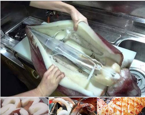 Sự thật về loài mực siêu to đang hút khách Hà thành nhưng dân đi biển không ai ăn