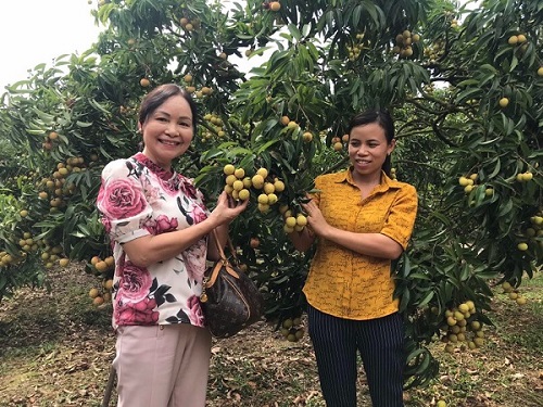 Lục Ngạn: Sẵn sàng 3 phương án giúp nông dân tiêu thụ vải thiều, đưa vải thiều tới các thị trường khó tính