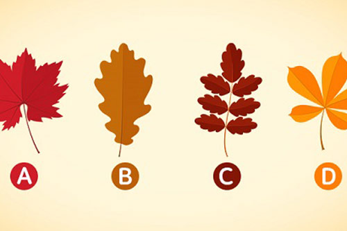 Trắc nghiệm: Bạn chọn chiếc lá nào?
