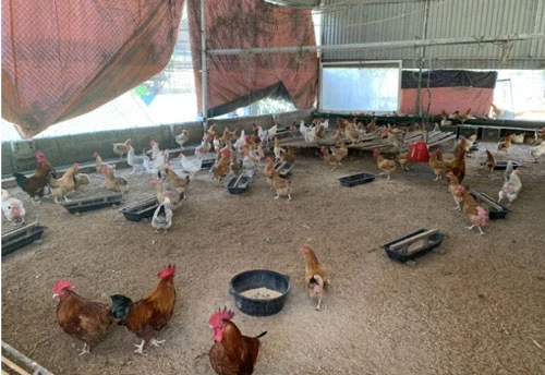 Giống gà Tiên Yên thương phẩm tại gia trại anh Tuyến được các thương lái "săn đón" bởi chất lượng thịt cùng hướng chăn nuôi hữu cơ đảm bảo an toàn. Ảnh: Anh Thắng.
