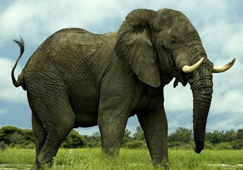 1001 thắc mắc: Vì sao voi lại sợ 'chết khiếp' kiến tí hon?