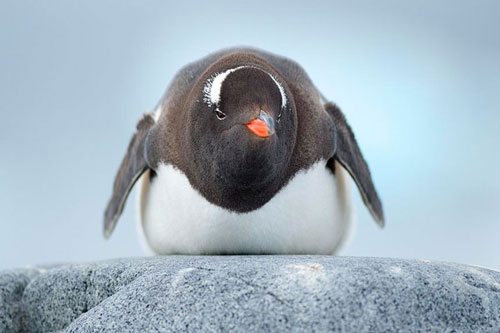 Vì sao lông của chim cánh cụt không bao giờ bị đông đá?