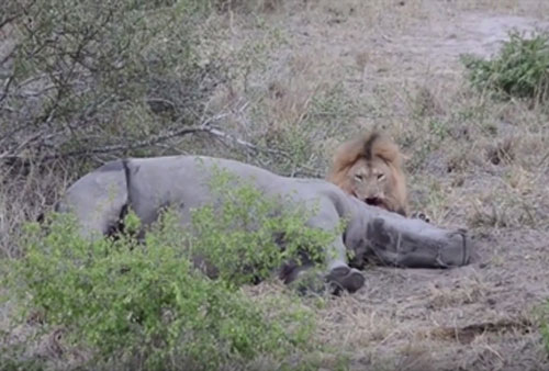 Sư tử đơn độc giết tê giác: Sự thật ẩn giấu?