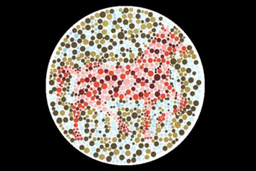 Trắc nghiệm: Bạn nhìn thấy con vật gì đầu tiên?