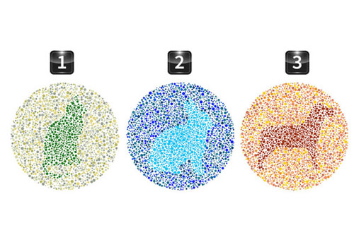 Trắc nghiệm: Con vật nào bạn nhìn thấy rõ nhất?