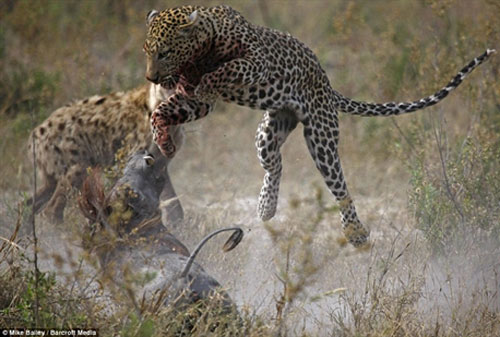 Linh cẩu chen ngang, lợn rừng mang thai thoát hàm báo đốm