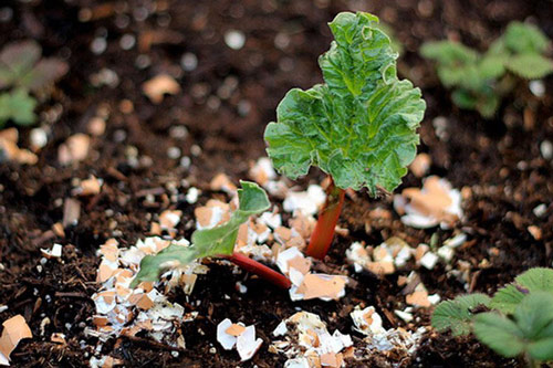 Tự trồng rau sạch mà không biết những mẹo làm vườn này thì quá phí