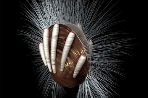 Phát hiện ký sinh trùng trong hóa thạch 512 triệu năm tuổi