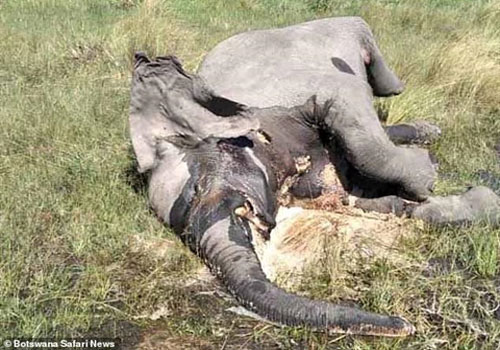 Hơn trăm con voi chết bí ẩn: Khó tìm sự thật