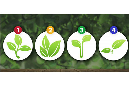 Trắc nghiệm: Chồi non bật mí năng khiếu của bạn