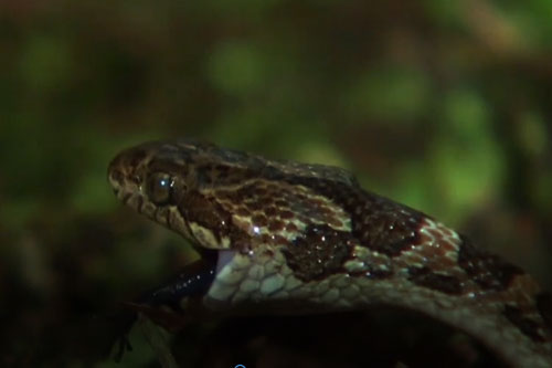 CLIP: Tấn công nhầm con mồi, rắn độc suýt mất mạng