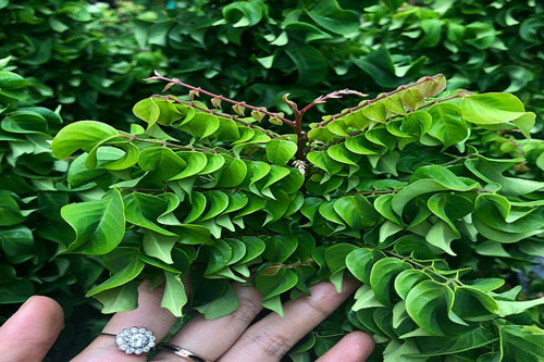 5 loại lá tắm trị rôm sảy thường được dùng trong mùa hè