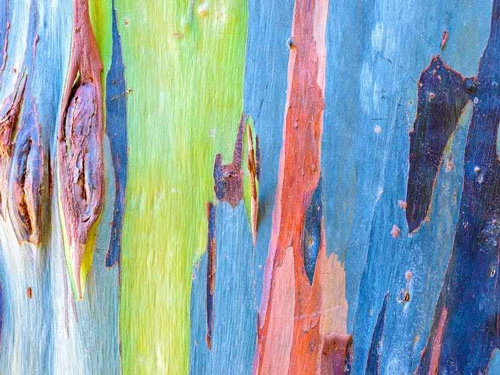 Mọi người trên khắp thế giới đều ngạc nhiên trước vỏ cây thành nhiều màu tự nhiên.