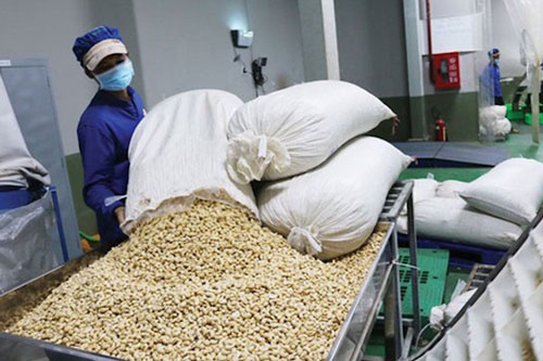 Xuất khẩu hạt điều khó khăn vì thị trường lớn giảm mua