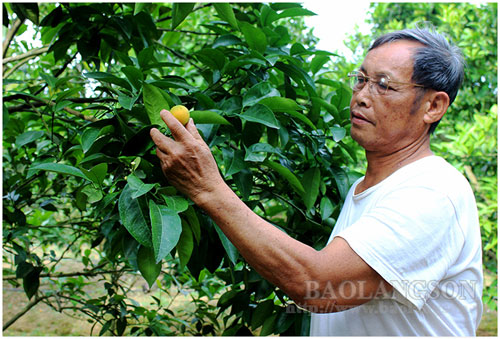 Lạng Sơn: Làm giàu từ mô hình trồng cam